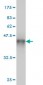 SF1 Antibody (monoclonal) (M01)