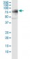 SF1 Antibody (monoclonal) (M01)