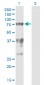 SF1 Antibody (monoclonal) (M01)