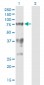 SF1 Antibody (monoclonal) (M01)