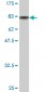 SF3A3 Antibody (monoclonal) (M01)