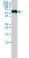 SF3A3 Antibody (monoclonal) (M01)