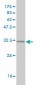 SF3B2 Antibody (monoclonal) (M01)