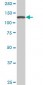 SF3B2 Antibody (monoclonal) (M01)