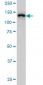 SF3B2 Antibody (monoclonal) (M01)
