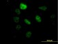 SF3B2 Antibody (monoclonal) (M01)
