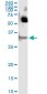 SFN Antibody (monoclonal) (M01)