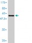 SFN Antibody (monoclonal) (M01)