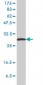 SFN Antibody (monoclonal) (M01)