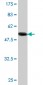 SFN Antibody (monoclonal) (M02)