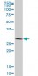 SFN Antibody (monoclonal) (M02)