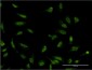 SFPQ Antibody (monoclonal) (M01)