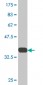 SFPQ Antibody (monoclonal) (M01)