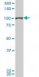 SFPQ Antibody (monoclonal) (M01)