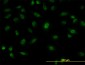 SFPQ Antibody (monoclonal) (M02)