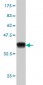 SFPQ Antibody (monoclonal) (M02)