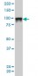 SFPQ Antibody (monoclonal) (M02)