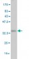SFRS10 Antibody (monoclonal) (M01)