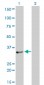 SFRS10 Antibody (monoclonal) (M01)