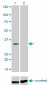 SFRS10 Antibody (monoclonal) (M01)