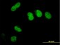 SFRS14 Antibody (monoclonal) (M01)