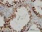 SFRS14 Antibody (monoclonal) (M01)