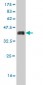 SFRS14 Antibody (monoclonal) (M01)