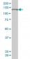 SFRS14 Antibody (monoclonal) (M01)