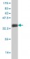 SFRS3 Antibody (monoclonal) (M08)