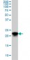 SFRS3 Antibody (monoclonal) (M08)