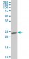 SFRS3 Antibody (monoclonal) (M08)