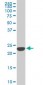 SFRS3 Antibody (monoclonal) (M08)