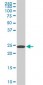 SFRS3 Antibody (monoclonal) (M08)