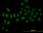 SFRS3 Antibody (monoclonal) (M08)