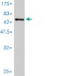 SFTPD Antibody (monoclonal) (M01)