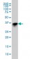 SFTPD Antibody (monoclonal) (M01)