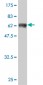 SFTPD Antibody (monoclonal) (M02)