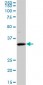 SFXN3 Antibody (monoclonal) (M01)