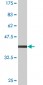 SGCA Antibody (monoclonal) (M01)