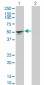 SGCA Antibody (monoclonal) (M01)