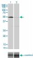 SGK Antibody (monoclonal) (M01)