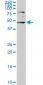 SGK2 Antibody (monoclonal) (M05)