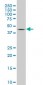 SGK2 Antibody (monoclonal) (M05)