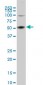 SGK2 Antibody (monoclonal) (M07)