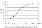 SGK2 Antibody (monoclonal) (M08)