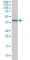 SGK2 Antibody (monoclonal) (M09)