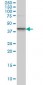 SGK2 Antibody (monoclonal) (M09)