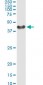 SGTA Antibody (monoclonal) (M06)