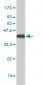 SGTA Antibody (monoclonal) (M06)