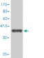SH2D1A Antibody (monoclonal) (M01)